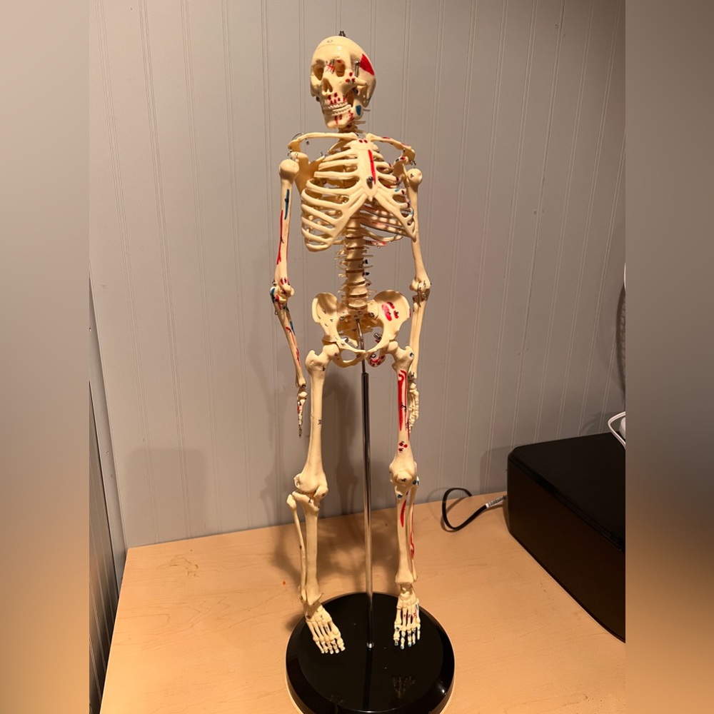 Human Anatomical Anatomy Skeleton Medical Model + Stand